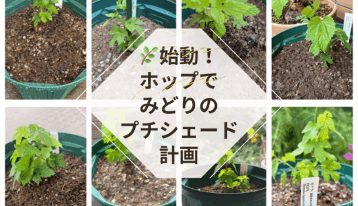 ホップで緑のプチシェード